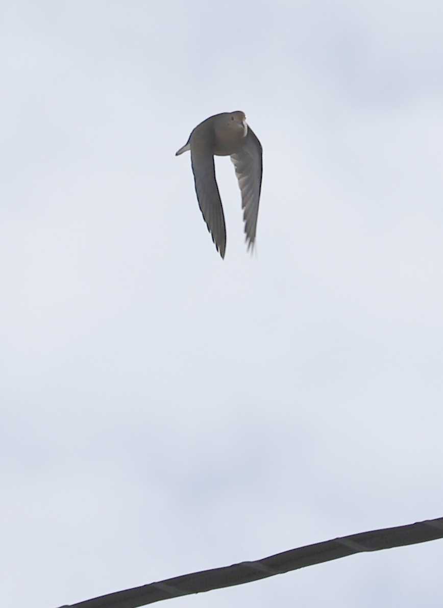 Dove Taking Flight
