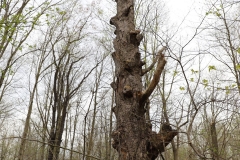 2018-05-09-Coldstream-Tree-Stump