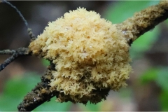 Wooly Fungi