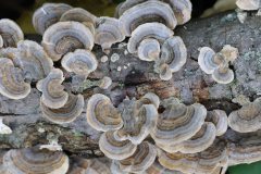 2019-10-05-Andreae-Property-Mushrooms13