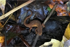 ImageOfTheMonth - 2018-11 - Red-Spotted Newt
