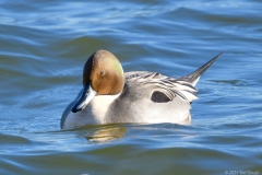 ImageOfTheMonth-2022-01-NothernPintail_TedG