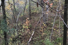 Site of a future bridge that will create a new Cedarcroft trail loop.