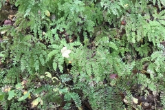 A gathering of Maidenhair Ferns (Adiantum).