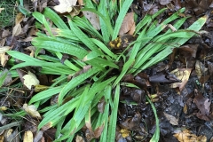 A mystery plant. Does anyone know what it is?