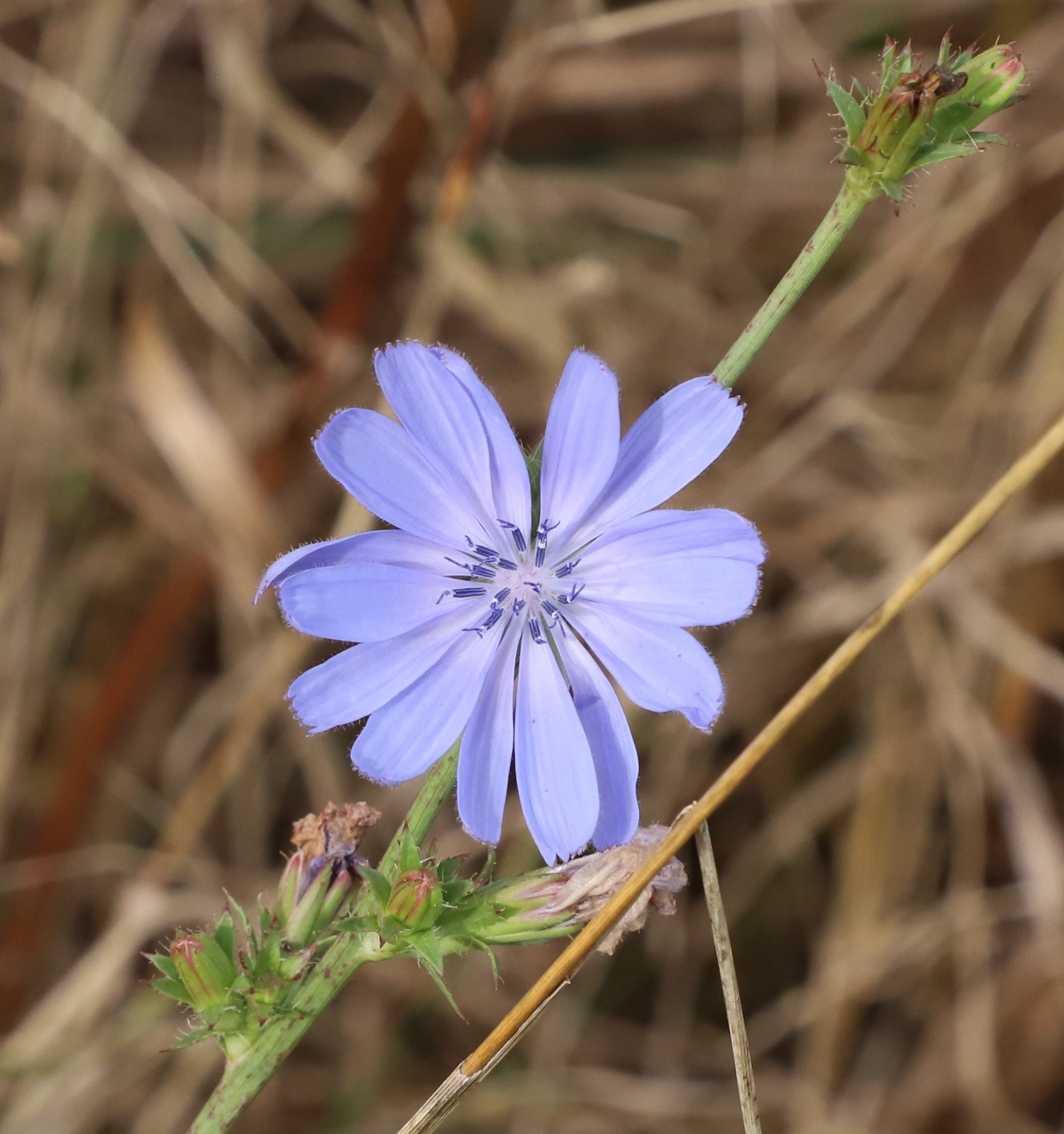 2017-10-21-Westminster-Ponds-Chicory