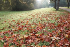 2017-10-21-Kiwanis-Park-Leaves-along-path