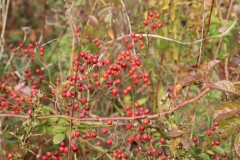 2017-10-21-Westminster-Ponds-Berries