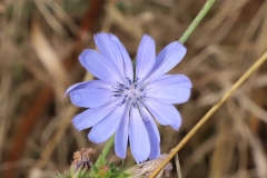 2017-10-21-Westminster-Ponds-Chicory