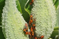 2017InsectContest_0826HPsn_008_c3-JIM-TUCKERMAN