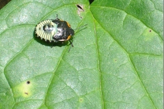 2017InsectContest_0907Sunningdale_008_c_sh55-JIM-TUCKERMAN