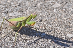 2017InsectContest_1016HPn_007_cS3M6Sh33-jim-tuckerman