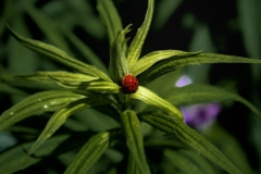 2017InsectContest_20170704_Montreal_10072_VIA150Passes_Hazel-Molnar