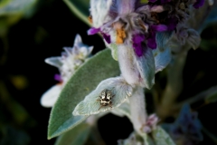 2017InsectContest_20170704_Montreal_10485_VIA150Passes_Hazel-Molnar