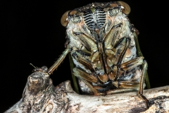 2017InsectContest_A94P9566hpvSTEVE-DONNELLY