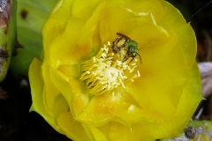 2017InsectContest_Agapostemon-virescens-VGA20170714-HRC-P24639PS-hugh-casbourn