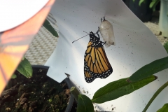 2017InsectContest_Emerging-monarch-CE-Crawford