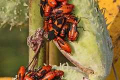 2017InsectContest_MILKWEED-BUG-2-TOM-REAUME