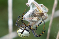 2017InsectContest_Yellow-Garden-Spider-with-Grasshopper-DEREK-BLAKE