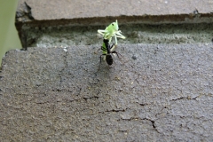 2017InsectContest_ant-and-green-insect02-susanne-sutherland