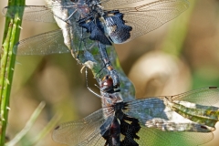 2017InsectContest_black-saddlebags-dragonfly2015-don-webb