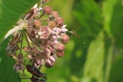 2017InsectContest_robinmcleod01thickheadedfly