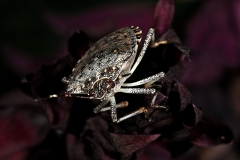 2017InsectContest_A94P9342hpvSTEVE-DONNELLY