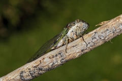2017InsectContest_A94P9519hpveyeSTEVE-DONNELLY