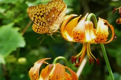 Great Spangled Fritillary hiding