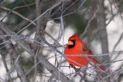 Cardinal