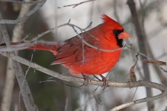 Cardinal