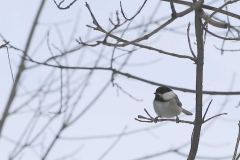 Chickadee