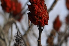 Sumac