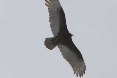 Turkey Vulture