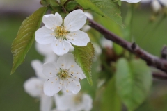 2018-05-09-Coldstream-Apple-Blossoms