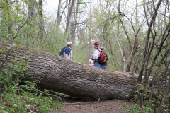 2018-05-09-Coldstream-Downed-Tree