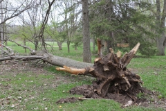 2018-05-09-Coldstream-Downed-Tree2