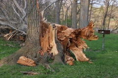 2018-05-09-Coldstream-Downed-Tree3-Chipmunk