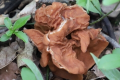 2018-05-09-Coldstream-Fungi