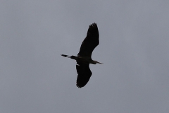 2018-05-09-Coldstream-Great-Blue-Heron-Silhouette