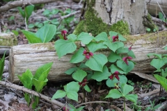 2018-05-09-Coldstream-Group-of-Red-Trilliums