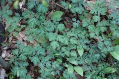 2018-05-09-Coldstream-Lacy-Plant