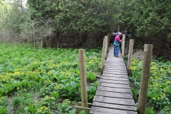 2018-05-09-Coldstream-Path-through-Marsh-Marigolds