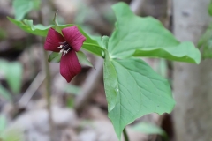 2018-05-09-Coldstream-Red-Trillium