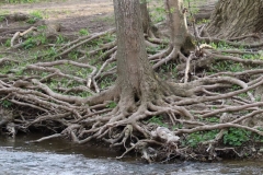 2018-05-09-Coldstream-Tangle-of-Roots-on-Riverbank