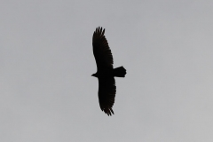 2018-05-09-Coldstream-Turkey-Vulture-Silhouette