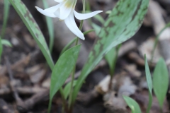 2018-05-09-Coldstream-White-Trout-Lily