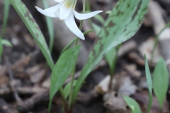 2018-05-09-Coldstream-White-Trout-Lily