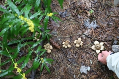 Earthstar Mushroom