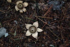 Earthstar Mushroom